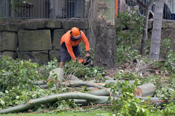 Tree Removal for Businesses in Oakdale, NY